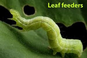 uploads/images/pest/cabbage leaf webber.jpg